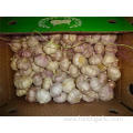 New Crop Garlic Hot Sale